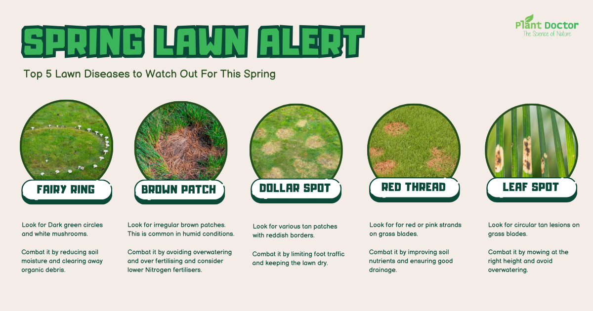 Spring Lawn Care in Australia How to Identify and Prevent Common Lawn